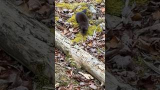 Calling in a mink while deer hunting [upl. by Ardnekal]