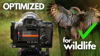 My Top 5 Sony Custom Functions  Bird amp Wildlife Photography [upl. by Hilaria]