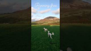 Saluki Running saluki sighthound dogslife dogshorts dogstagram dogsofinstagram [upl. by Zeret]