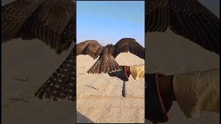 New falcon training  New Peregrine falcon trainings  birds falconery animals birdslover [upl. by Dickinson364]