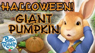 Peter Rabbit  Halloween Tales  The Giant Pumpkin [upl. by Kcyrred909]