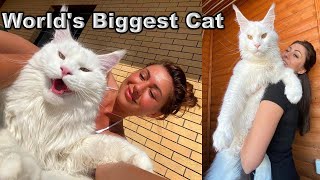 Worlds Biggest Cat  Meet Kefir Cat  Largest Cat in the World [upl. by Mcnamee]