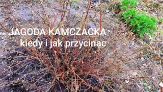 Kiedy przycinać jagodę kamczacką [upl. by Nnaxor379]