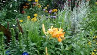 LARKS COTTAGE GARDEN  July 2010 wwwlarksperennialscom [upl. by Adaner212]