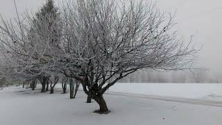 Gorgeous Hoarfrost Covering The Trees🤩 [upl. by Anirtep]