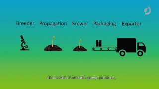 What does the Dutch horticultural chain look like and why is it so successful [upl. by Pittel521]