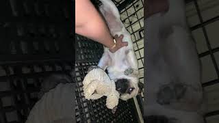 belly rub pug dog [upl. by Sitelc98]