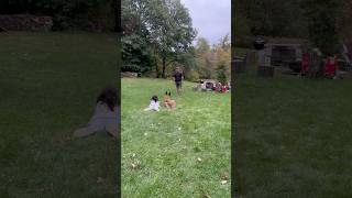 Gus  luring  distraction  focus 🐕 dog play playdog shorts training [upl. by Ariet]