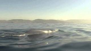 Un planchiste fait la rencontre dune baleine bleue [upl. by Erehs]