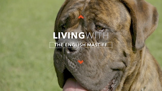 ALL ABOUT LIVING WITH ENGLISH MASTIFFS [upl. by Oconnor431]