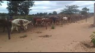 imqegu Nguni cattle [upl. by Natanoj]