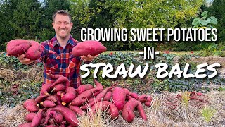 How to grow sweet potatoes in straw bales  harvest loads of sweet potatoes without having to dig [upl. by Groveman]