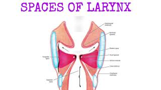 spaces of larynxanatomyoflarynxlaryngealspacesreinkesspace [upl. by Ainez]