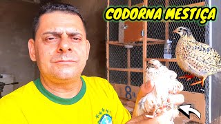 CRIAÇÃO DE CODORNAS ISSO PODE MATAR SUAS CODORNAS BICHEIRA [upl. by Hoeve522]