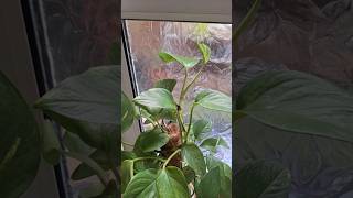 Money Plant Care garden nature gardening plantlover shorts viralvideo [upl. by Xonnel]