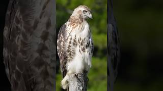 REDTAILED HAWK TAKES OFF flying shorts youtube trending bird hawk song cute redtail red [upl. by Onyx863]