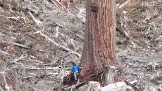 quotBig Lonely Dougquot  Canadas 2nd Largest Douglasfir Tree [upl. by Osy]