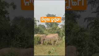 Elephant new video like share comment subscribe kejia please [upl. by Tsirc653]