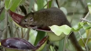 Natural Restroom  Nepenthes Lowii  Incredible Carnivorous Plant [upl. by Htirehc574]