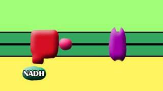 oxidative phosphorylation [upl. by Enneira230]