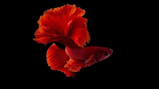 Beautiful betta fish  Siamese fighting fish [upl. by Arutek]