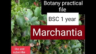 Marchantia Bryophyta Classification and commentBotany practical Bsc 1 year [upl. by Adnerb]