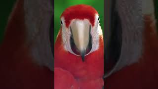 Cute parrot 🦜 😍 💖 💓 music song [upl. by Ainollopa]