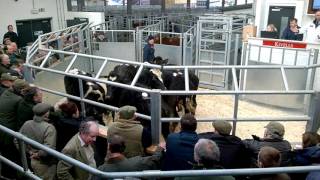 Kivells Holsworthy Livestock Market 13012016 [upl. by Christianson]