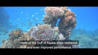 The Gulf of Aqaba as a coral climate change refuge [upl. by Ecinna]