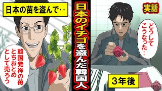 【実話】日本のイチゴを盗んだアホ韓国農家の末路‥日本の苗を盗んで「とちおとめ」という名前で販売？！‥一時成功するも、3年後に待ち受ける末路とは [upl. by Inoj]