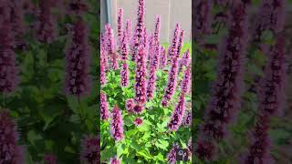 Agastache Beelicious Pink Video [upl. by Bagley]