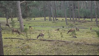 Live wildcam Het Nationale Park De Hoge Veluwe [upl. by Esidnac]