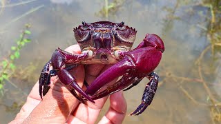 Crab Expert Shares Top Tips for Catching After Heavy Rain [upl. by Schroth]