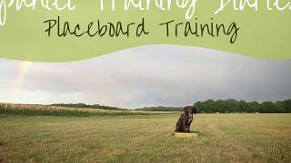 Gundog Training  Introduction to the placeboard [upl. by Schaeffer]