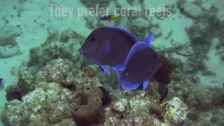 Blue Tang [upl. by Alyled69]