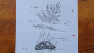 How to draw dryopteris  Dryopteris diagram drawing tutorial  Science project for beginners [upl. by Axe904]