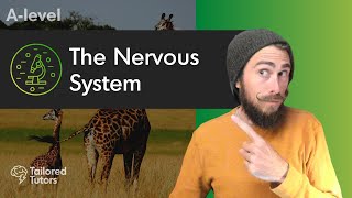 The Nervous System Action Potentials  A Level Biology Revision [upl. by Einiar]