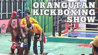 Orangutan Muay Thai Kickboxing Show  2024 [upl. by Sucul725]