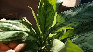 peace lily  How to Propagate  Repotting  Care Guide [upl. by Ajiam]