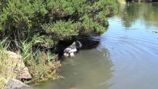 Nelda the Airedale Terrier Aussie Action Dog [upl. by Feledy]