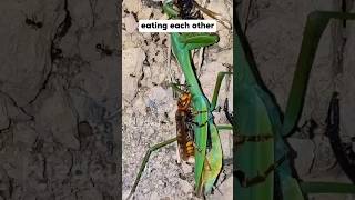 mantis eating waspwasp eating mantis mantis wasp animals animalshorts [upl. by Absalom]