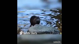 Watching a Beaver in The Apennine Mountains near Florence ltaly vlog [upl. by Sudnac154]