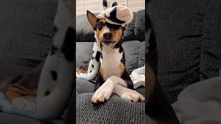 Basenji Smile basenji dog toys [upl. by Acirederf]