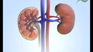 Aufbau der Niere  Structure of the kidneys [upl. by Paola410]