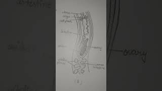 diagram of schistosoma haematobium  blood fluke  please  like  subscribe [upl. by Caine]