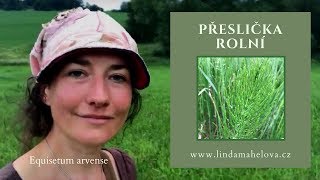 Přeslička rolní Equisetum arvense [upl. by Edwyna]