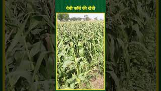 बेबीकॉर्न की खेती से किसान कमा सकते हैं अच्छा मुनाफ़ा  Sweet Corn  Smart Agriculture  Corn shorts [upl. by Livy]