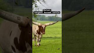 Watusi cattle  largest horned The Farm walnutcreek [upl. by Omissam26]