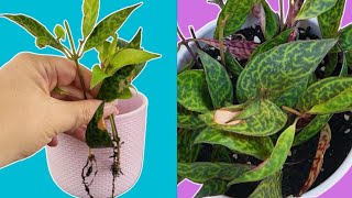 Effortless Lipstick Plant Propagation Guide Step by Step [upl. by Elora]