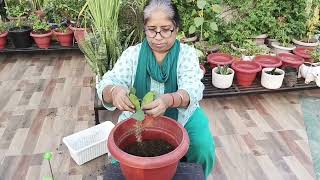 Euphorbia milii Plant grow from cuttings viralvideo houseplant indoorplants terracegarden [upl. by Pomeroy]